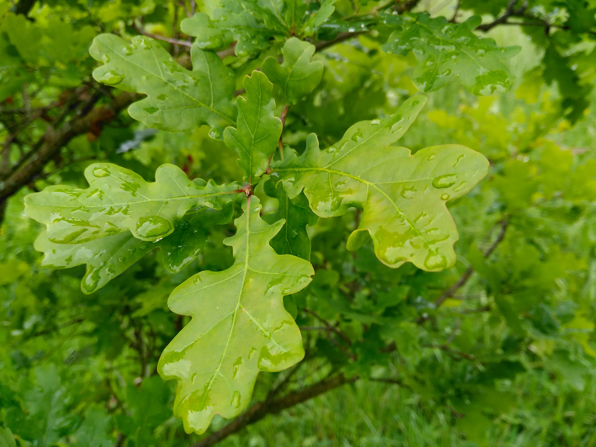 CBA Trees Arboricultural Consultancy Winchester, Hampshire 6
