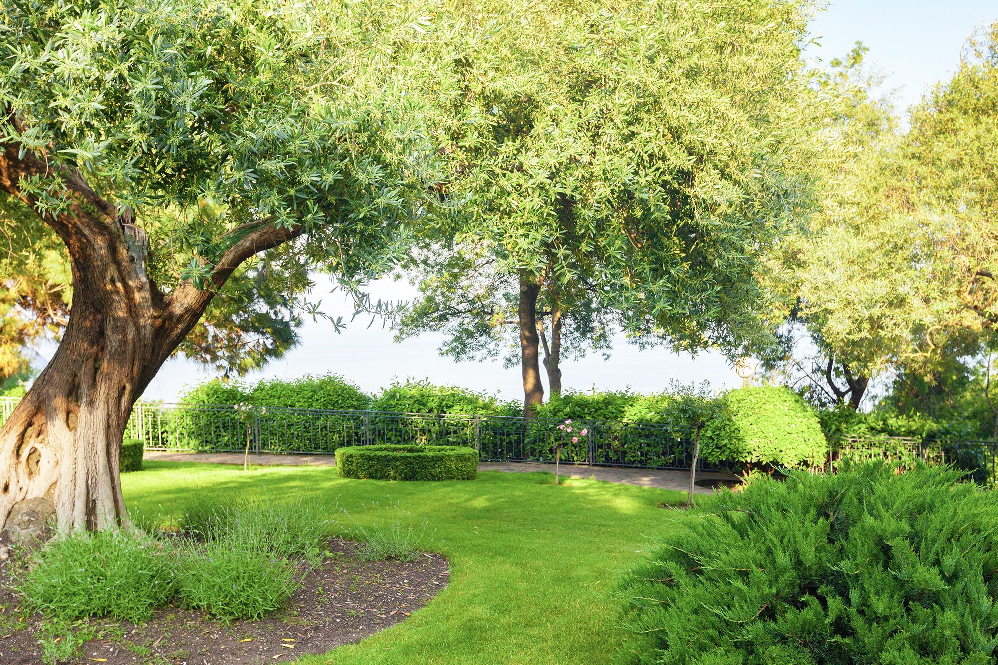 CBA Trees Arboricultural Services Winchester, Hampshire 5